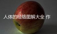 人體的經(jīng)絡(luò)圖解大全 作用