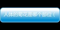 人體的菊花是哪個(gè)部位（菊花是哪個(gè)部位）