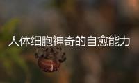 人體細(xì)胞神奇的自愈能力，美國(guó)前列寶康激活前列腺自愈成真