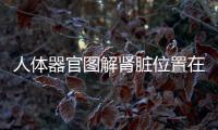人體器官圖解腎臟位置在哪里？