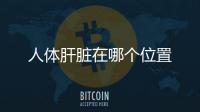 人體肝臟在哪個位置