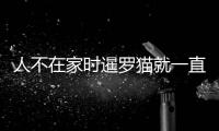 人不在家時暹羅貓就一直睡覺(人不在家時暹羅貓就一直睡覺正常嗎)
