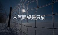 人氣同桌是只貓