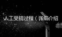 人工受精過程（詳細介紹人工受精的操作步驟）