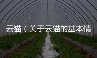 云貓（關(guān)于云貓的基本情況說明介紹）