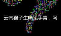 云南猴子生啃見手青，網友震驚：猴子會不會中毒？