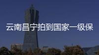云南昌寧拍到國家一級保護動物林麝母子珍貴影像