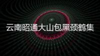 云南昭通大山包黑頸鶴集中北遷結(jié)束