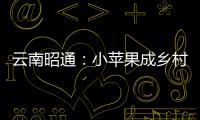 云南昭通：小蘋果成鄉(xiāng)村振興大產(chǎn)業(yè)