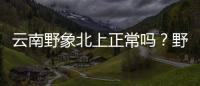 云南野象北上正常嗎？野生象是遷徙物種嗎？一文科普→—新聞—科學(xué)網(wǎng)