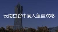 云南蟲谷中食人魚喜歡吃什么