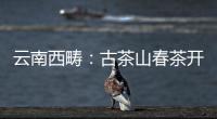 云南西疇：古茶山春茶開采