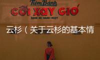 云杉（關于云杉的基本情況說明介紹）