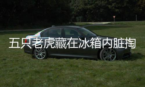 五只老虎藏在冰箱內臟掏空