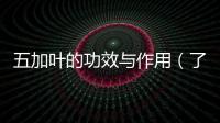 五加葉的功效與作用（了解五加葉的藥用價(jià)值）