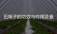 五味子的功效與作用及食用方法，有關五味子的養生知識