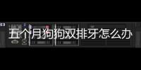 五個月狗狗雙排牙怎么辦(狗狗長了雙排牙怎么辦)