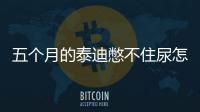 五個月的泰迪憋不住尿怎么辦？五個月泰迪憋尿多久