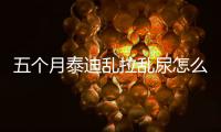 五個月泰迪亂拉亂尿怎么辦(五個月的泰迪一天喂幾頓)