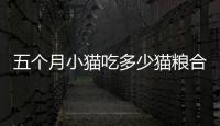 五個月小貓吃多少貓糧合適(五個月小貓吃貓糧可以吃全價的嗎)