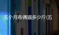五個(gè)月布偶貓多少斤(五個(gè)月布偶貓每天吃多少貓糧)