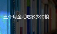 五個(gè)月金毛吃多少狗糧，5個(gè)月金毛犬一餐吃多少狗糧
