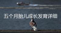 五個月胎兒成長發育詳細介紹及圖片展示