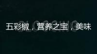 五彩椒，營養之寶，美味與健康并存