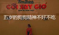 五歲的狗狗精神不好不吃飯怎么辦？五歲的狗狗精神不好不吃飯怎么回事