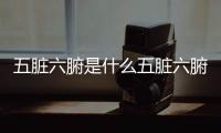 五臟六腑是什么五臟六腑的功能