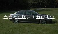 五香毛豆圖片（五香毛豆）