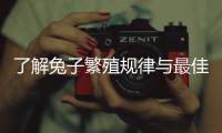 了解兔子繁殖規律與最佳備孕時間，助您成功養殖業務發展