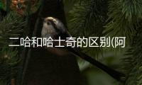二哈和哈士奇的區(qū)別(阿拉斯加和哈士奇的區(qū)別)
