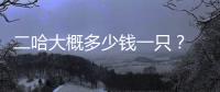二哈大概多少錢一只？ 雪橇犬多少錢一只?