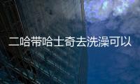 二哈帶哈士奇去洗澡可以嗎(給哈士奇洗澡)