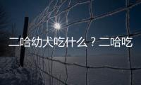 二哈幼犬吃什么？二哈吃啥