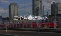 二個月泰迪膽小