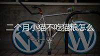 二個月小貓不吃貓糧怎么辦(二個月小貓有貓癬用什么藥)