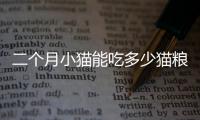 二個月小貓能吃多少貓糧(二個月小貓眼屎多怎么辦)
