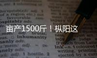 畝產1500斤！樅陽這片稻種喜獲豐收