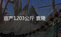 畝產1203公斤 袁隆平團隊超級雜交稻再創紀錄