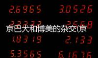 京巴犬和博美的雜交(京巴和金毛雜交狗能長多大)