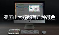 亞歷山大鸚鵡有幾種顏色？ 亞歷山大鸚鵡幼鳥出售
