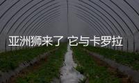 亞洲獅來了 它與卡羅拉究竟有何不同