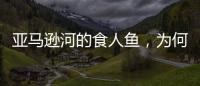 亞馬遜河的食人魚，為何會這么可怕？ 鱷龜vs食人魚
