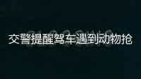 交警提醒駕車遇到動物搶尾不搶頭 減少事故風險