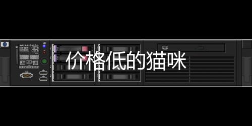 價格低的貓咪