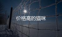 價格高的貓咪