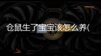 倉鼠生了寶寶該怎么養(yǎng)(倉鼠生寶寶了怎么辦)