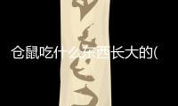 倉(cāng)鼠吃什么東西長(zhǎng)大的(倉(cāng)鼠吃什么食物最好)
